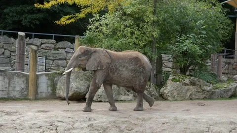 Elephant walks Stock Footage 82605250