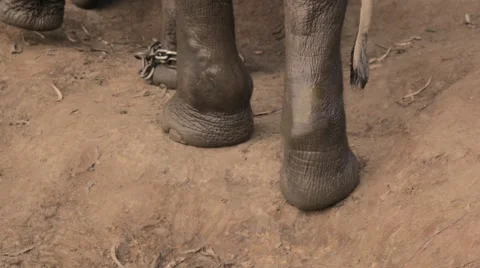 Elephant walks to forest in chains Stock Footage 60822386