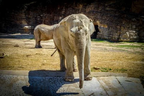 An elephant walks Stock Photos