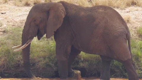 Elephant walks in river bed and scratches his foot Stock Footage 78749725