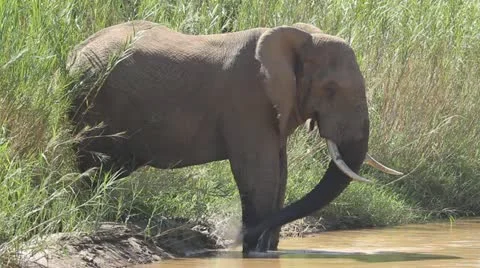 Elephant walks in to river Stock Footage 22021086