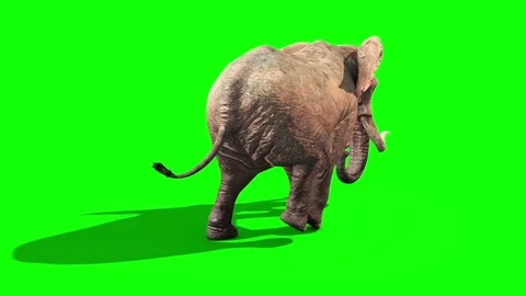 Elephant Walks Static Back Green Screen Stock Footage 69825267