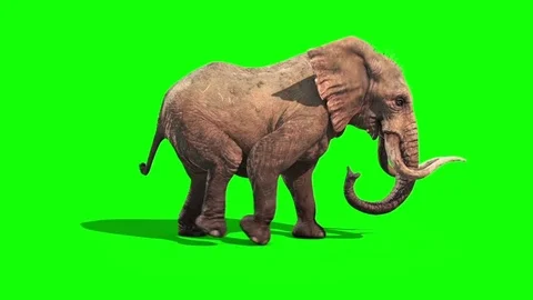 Elephant Walks Static Side Green Screen Stock Footage 69828235