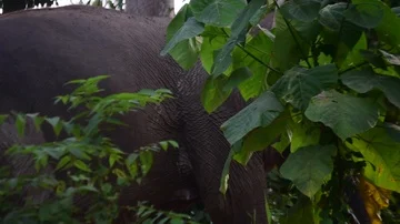 Elephant Walks Through Jungle Vídeo Stock 86017327