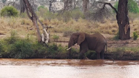 Elephant walks through scenic river bed Stock Footage 78749666