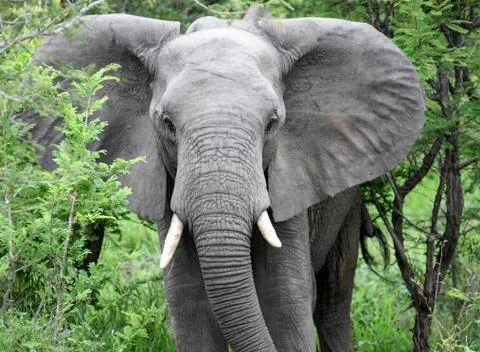 Elephant walks through a thicket of wild acacia in the savanna. Foto stock