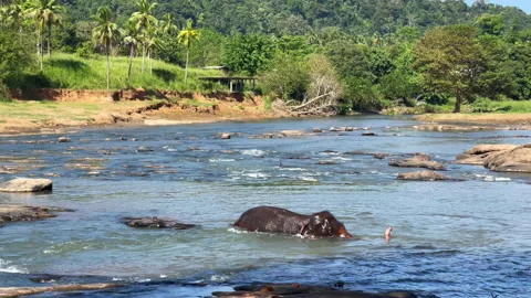Elephant wallowing and bathing in shallow mountain river water. 動画素材 203503573