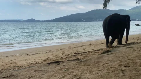 An elephant wanders along a beautiful beach alone. Stock Footage 229491958