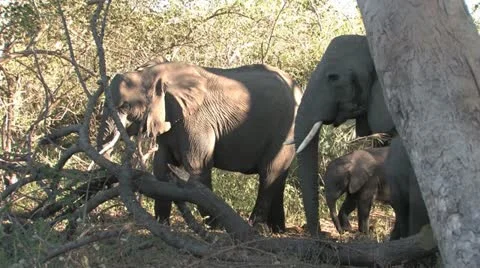 Elephant warns us to stay clear Stock Footage 22178449