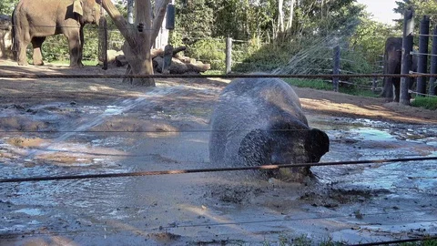 Elephant washing Video stock 113707623
