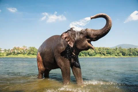 Elephant washing in the river Stock Photos