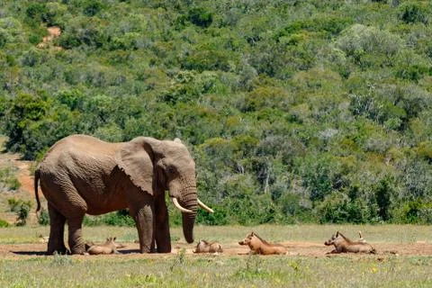Elephant watching all the warthogs lying next to the dam Stock Photos