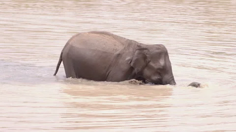 An elephant in the water. Stock Footage 295207354