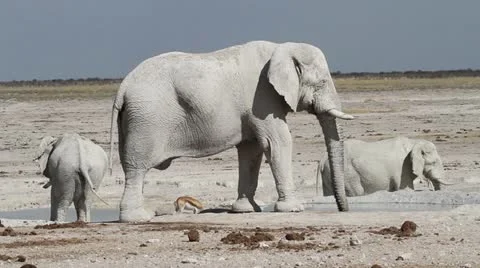 Elephant water hole Stock Footage 14915949