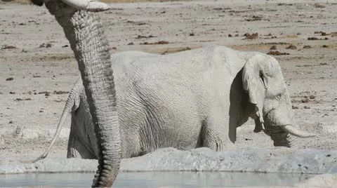 Elephant water hole Stock Footage 14918444
