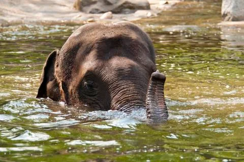 Elephant in the water Foto stock