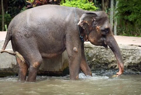 The elephant in water Stock Photos