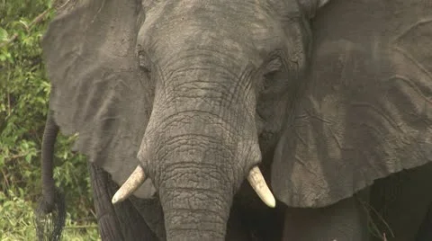 Elephant waving ears (close-up) Stock-Footage 10870344