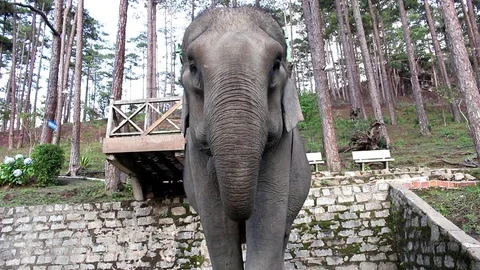 Elephant Waving With Trunk, Ears and Tail  스톡 동영상 69946550