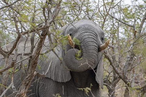 Elephant while eating marula tree fruit in kruger park south africa detail Stock Photos