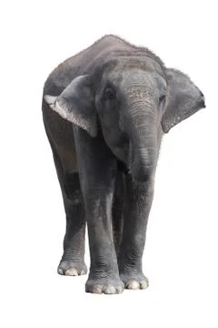 Elephant on a white background with clipping path. Stock Photos