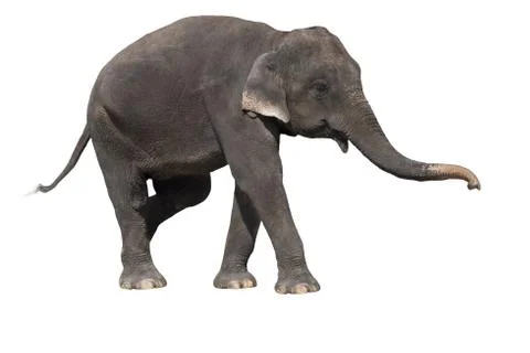 Elephant on a white background with clipping path. Stock-Fotos