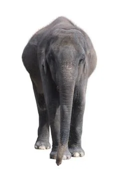 Elephant on a white background Stock-Fotos