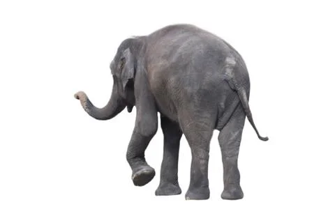 Elephant on a white background Stock-Fotos