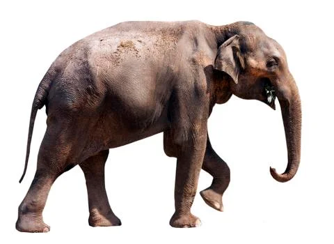 Elephant on a white background. Stock Photos