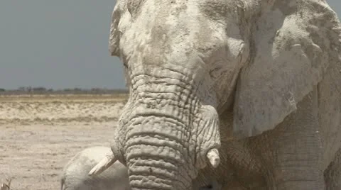 Elephant white (close-up) 库存影片 10868246