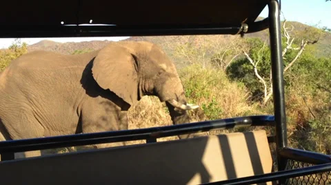 Elephant in the Wild Stock Footage 34931618