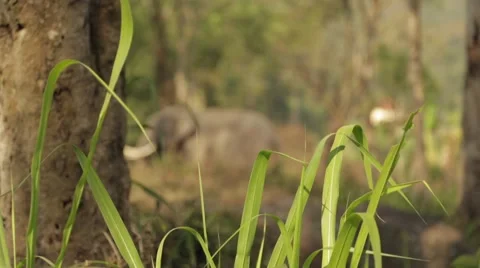 Elephant in the wild Stock Footage 63078729