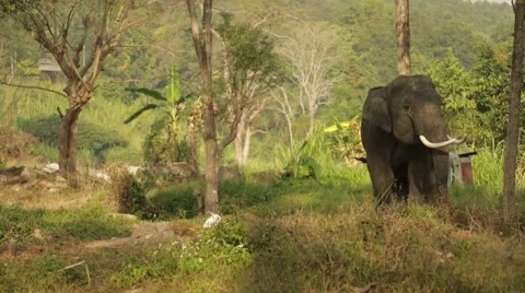 Elephant in the wild Stock Footage 63078912