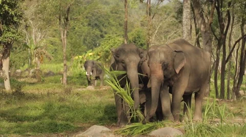 Elephant in the wild Vídeo Stock 63079208