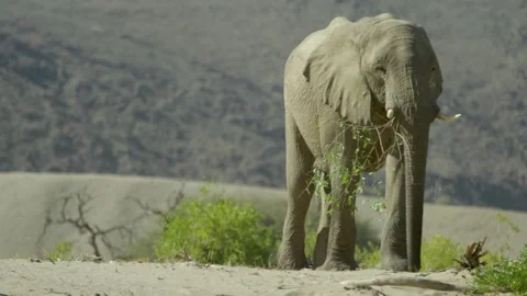 Elephant In The Wild, Namibia, Africa Stock Footage 254358382