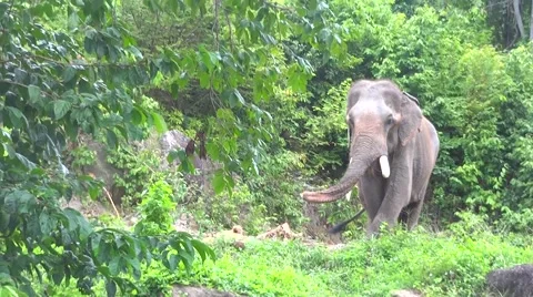 Elephant in the wild nature Stock-Footage 48532147