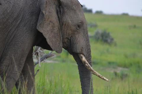 Elephant in the wild Stockfoto's