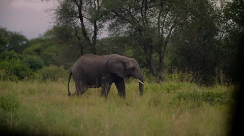Elephant In the Wild-Slow Motion Stock Footage 66396082