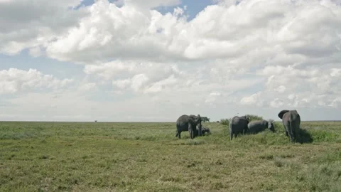 Elephant in Wild - Tanzania Stock Footage 200858706