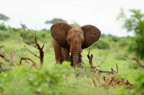 Elephant in the wilderness Stock Photos