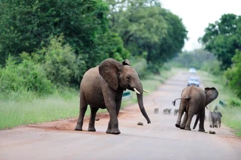 Elephant in the wilderness Stock Photos
