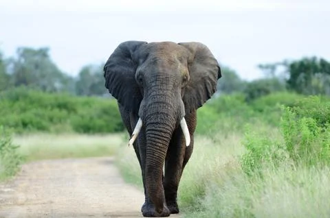 Elephant in the wilderness Stock Photos