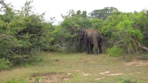 Elephant wildlife Video stock 78027709