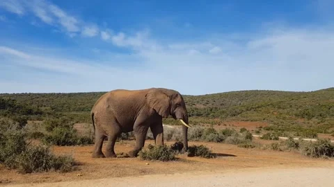 Elephant wildlife forest Stock-Footage 271347462
