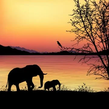 Elephant wildlife Illustrazione stock