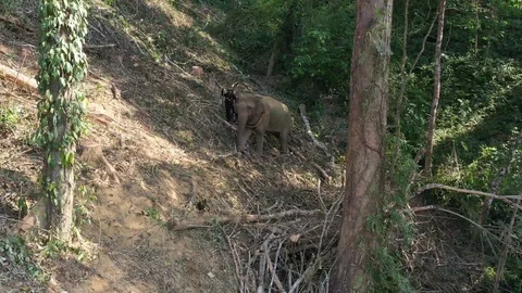 Elephant working Stock Footage 123396520