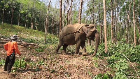 Elephant working Video stock 126578588