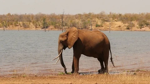 Elephant with wounded trunk 1 Stock Footage 119259719