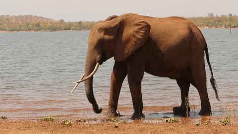 Elephant with wounded trunk 4 스톡 동영상 119258696