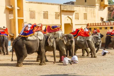 Elephant Yard Stock Photos